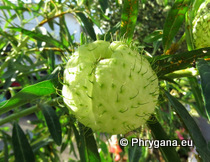 Gomphocarpus physocarpus E.Mey.