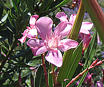 Nerium oleander subsp. oleander L.