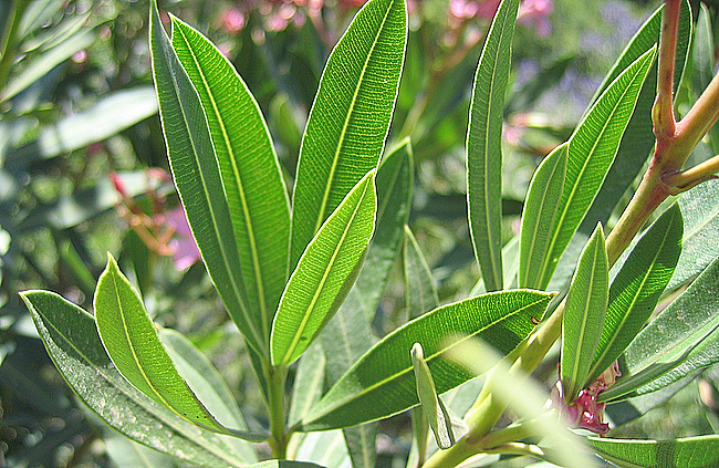 Nerium oleander L., 1753  