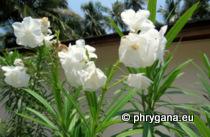 Nerium oleander L., 1753 subsp. oleander
