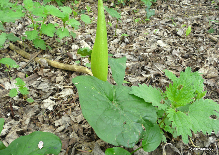 Arum maculatum L., 1753   