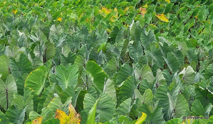 Colocasia esculenta (L.) Schott, 1832     