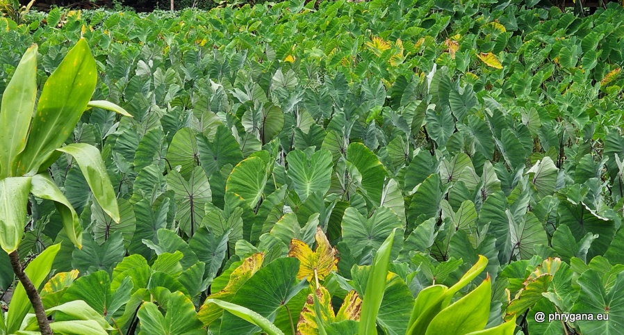 Colocasia esculenta (L.) Schott, 1832    