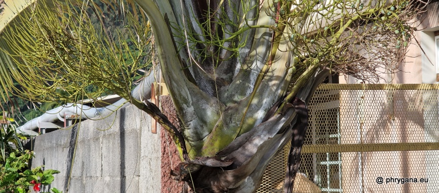 Dypsis decaryi    (Jum.) Beentje & J.Dransf., 1995     