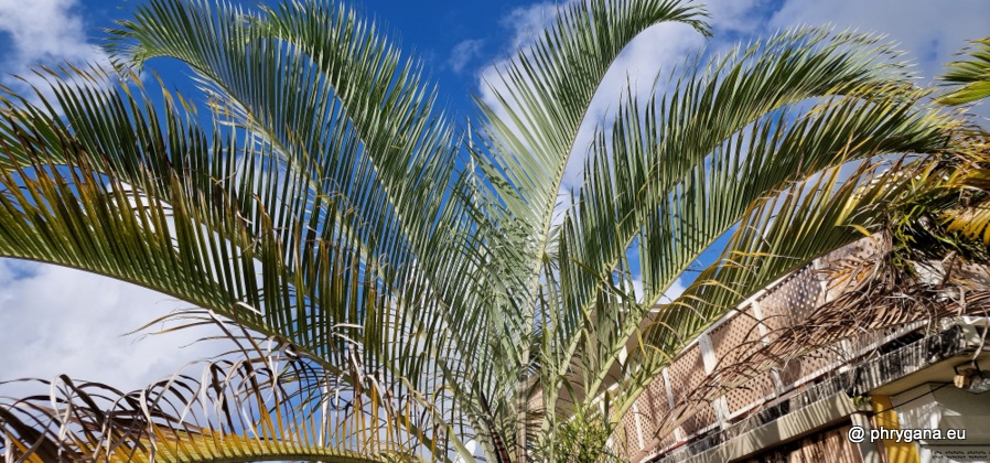 Dypsis decaryi    (Jum.) Beentje & J.Dransf., 1995     