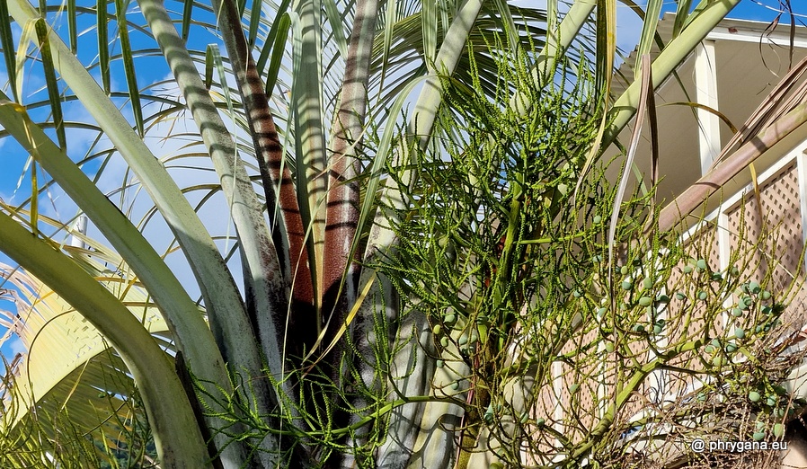 Dypsis decaryi    (Jum.) Beentje & J.Dransf., 1995     