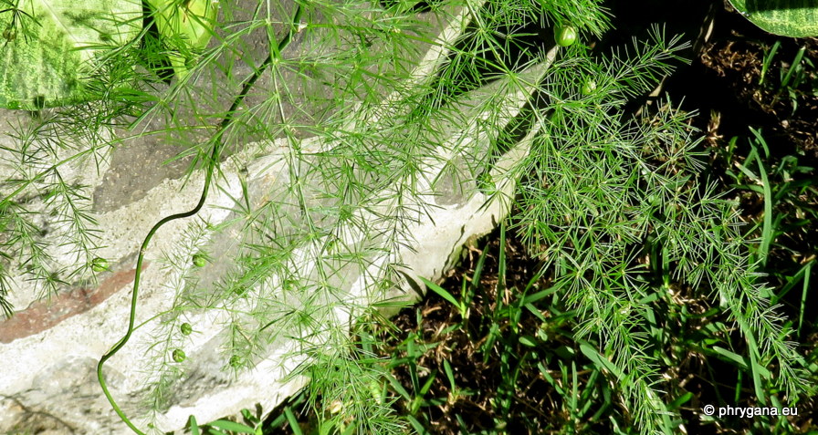 Asparagus setaceus     (Kunth) Jessop, 1966    