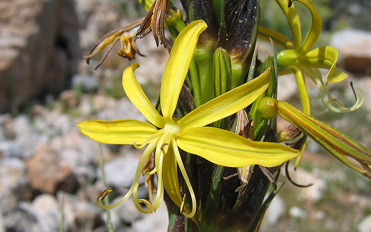 Asphodeline lutea    (L.) Rchb., 1830  