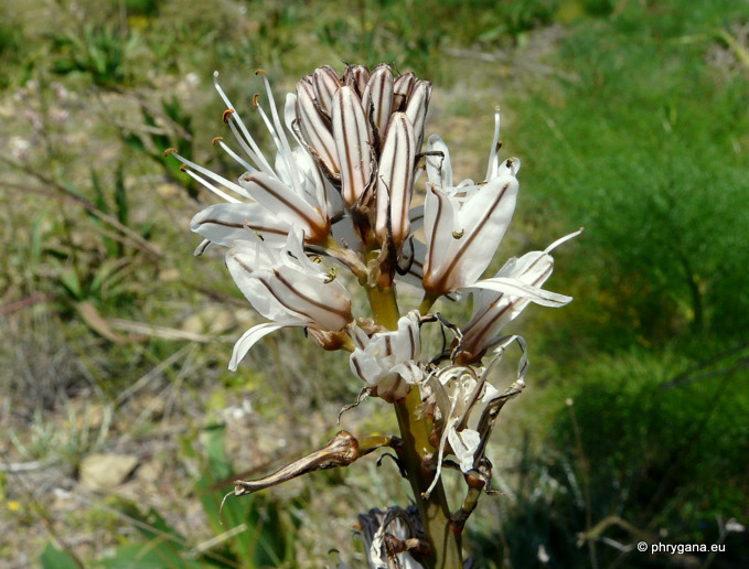 Asphodelus ramosus     L., 1753    subsp. <em>ramosus</em>  