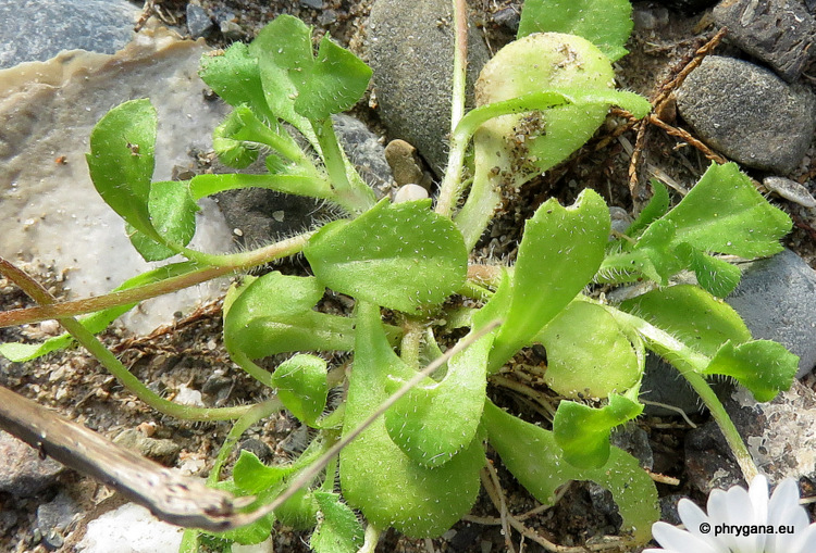 Bellis annua    L., 1753 subsp. <em>annua</em>  