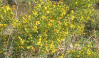 Dittrichia viscosa subsp. angustifolia (Bég.) Greuter, 2003