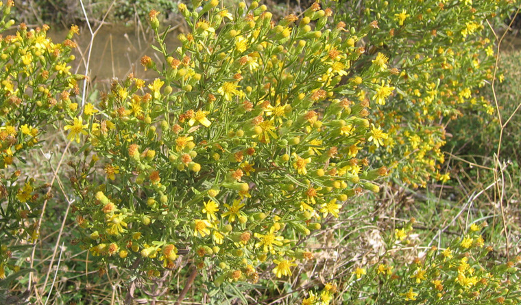 Dittrichia viscosa  subsp. <em>angustifolia</em> (Bég.) Greuter, 2003 