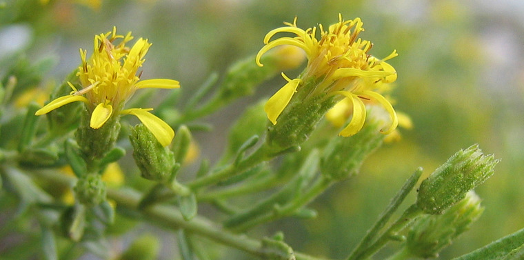 Dittrichia viscosa   subsp. <em>angustifolia</em> (Bég.) Greuter, 2003 