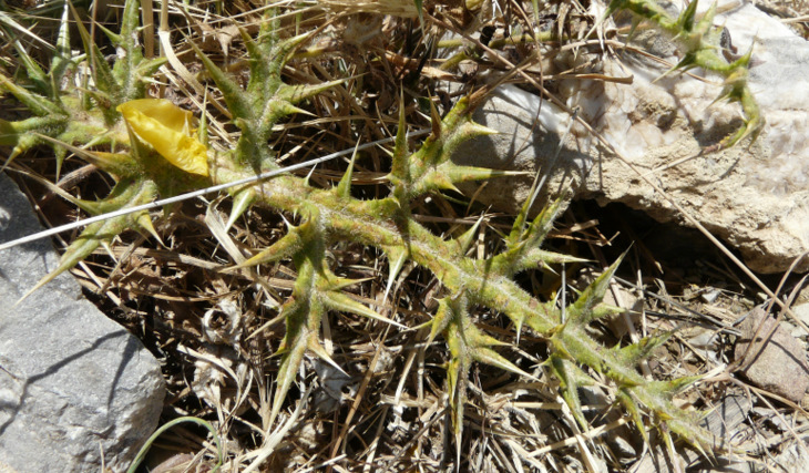 Echinops spinosissimus Turra, 1765 subsp. <em>spinosissimus</em>  