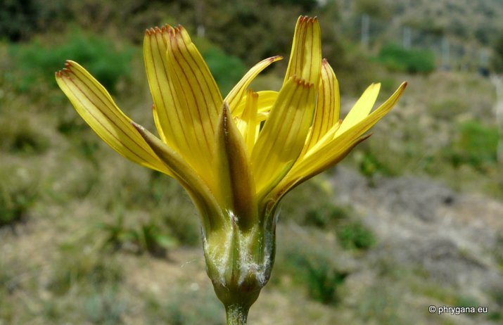 Gelasia cretica  (Willd.) Zaika, Sukhor. & N.Kilian, 2020  