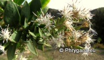 Hirtellina fruticosa (L.) Dittrich
