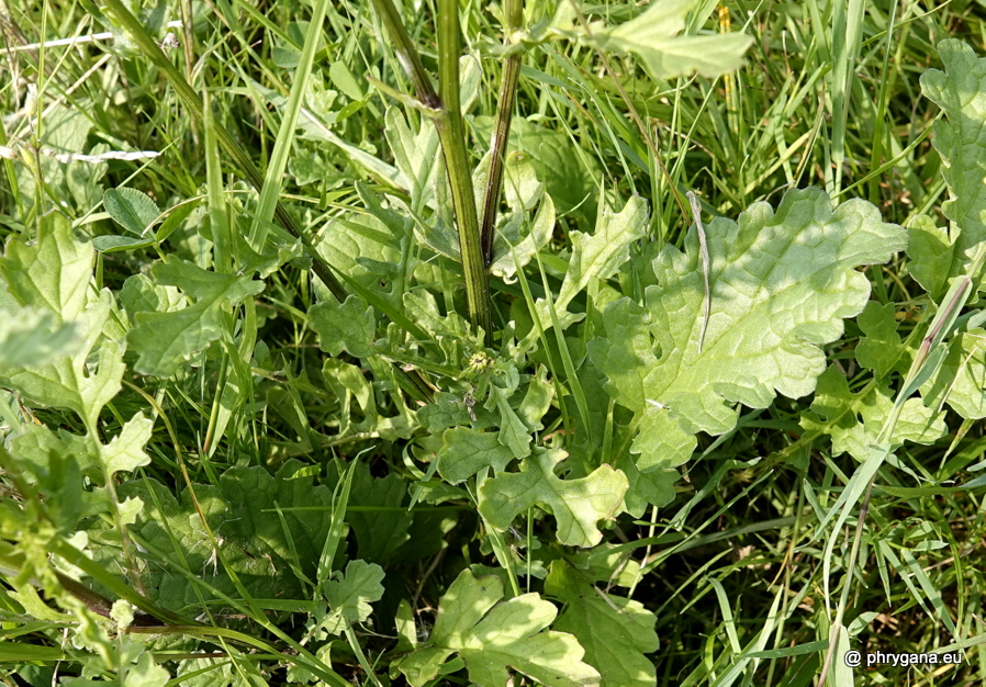 Jacobaea vulgaris Gaertn., 1791   