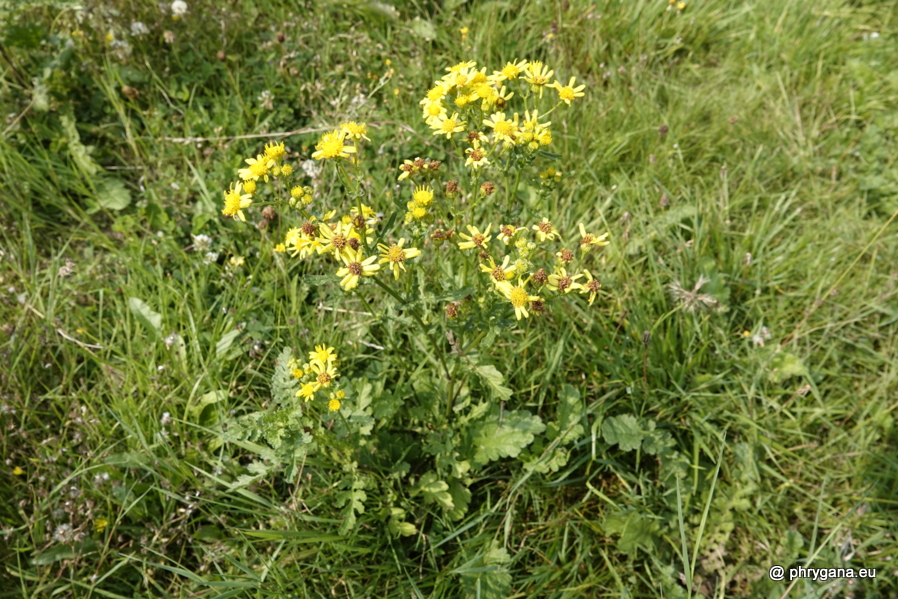 Jacobaea vulgaris Gaertn., 1791   