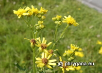 Asteraceae - Jacobaea vulgaris Gaertn., 1791