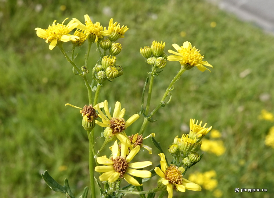 Jacobaea vulgaris Gaertn., 1791  