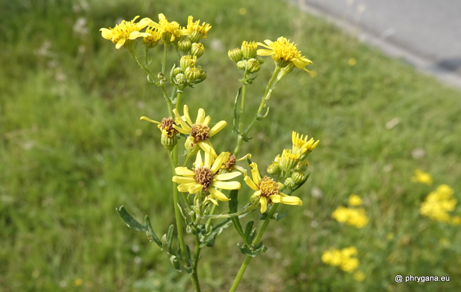 Jacobaea vulgaris Gaertn., 1791   