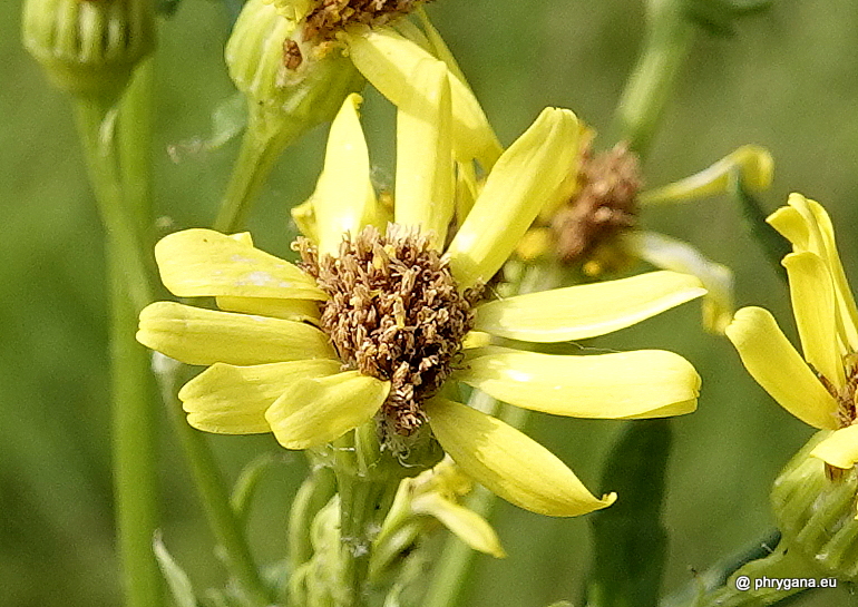 Jacobaea vulgaris Gaertn., 1791   