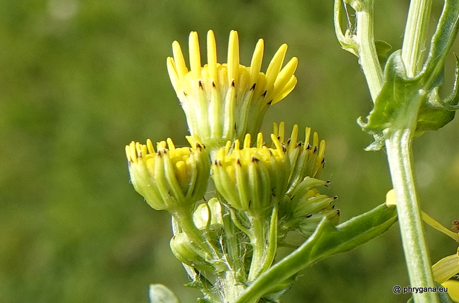 Jacobaea vulgaris Gaertn., 1791   