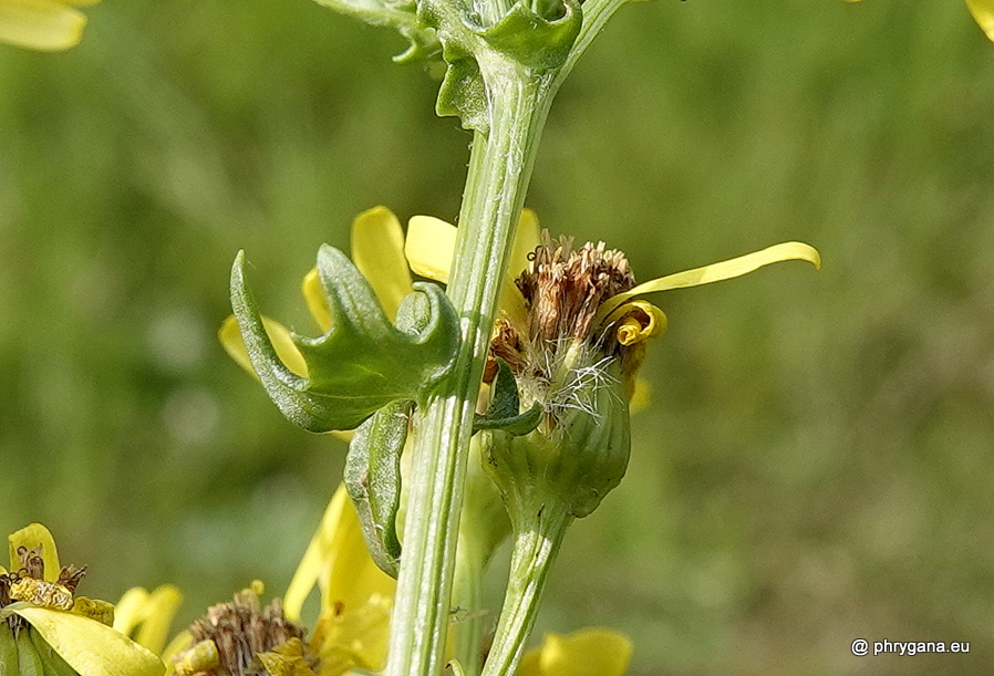 Jacobaea vulgaris Gaertn., 1791   