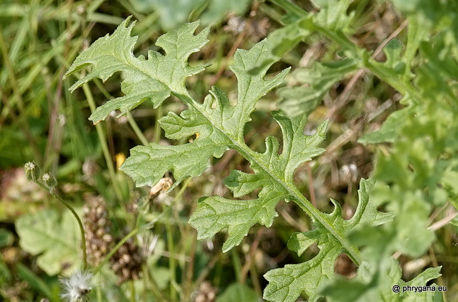 Jacobaea vulgaris Gaertn., 1791 
  