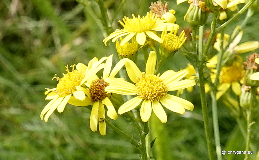 Jacobaea vulgaris Gaertn., 1791 
  