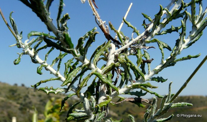 Phagnalon rupestre   subsp. <em>graecum</em> (Boiss. & Heldr.) Batt., 1889 