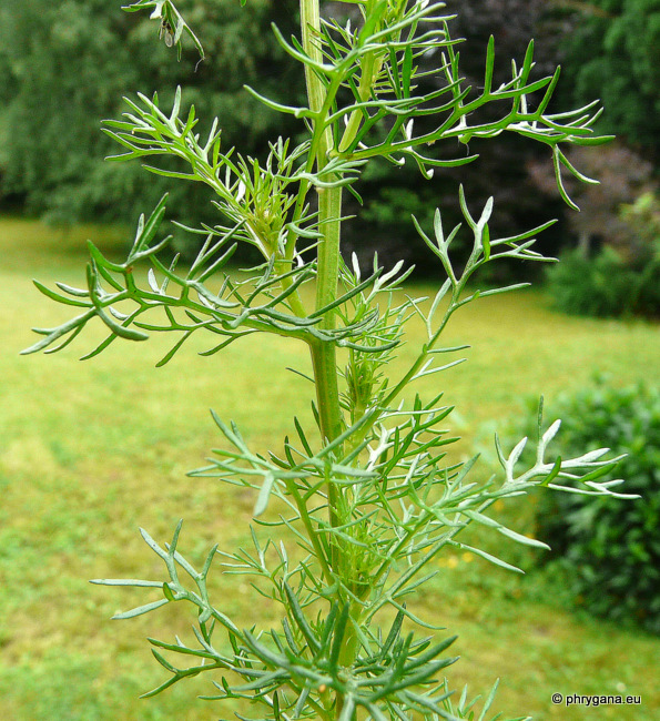 Tripleurospermum inodorum (L.) Sch. Bip.   