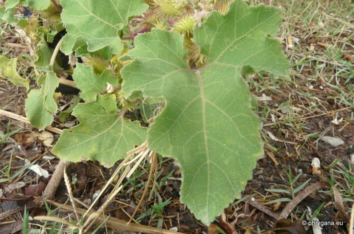 Xanthium orientale  subsp. <em>italicum</em> (Moretti) Greuter, 2003 