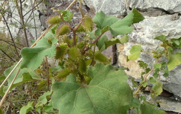Xanthium orientale subsp. <em>italicum</em> (Moretti) Greuter, 2003 