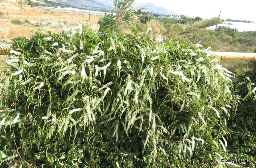 Anredera cordifolia (Ten.) Steenis   