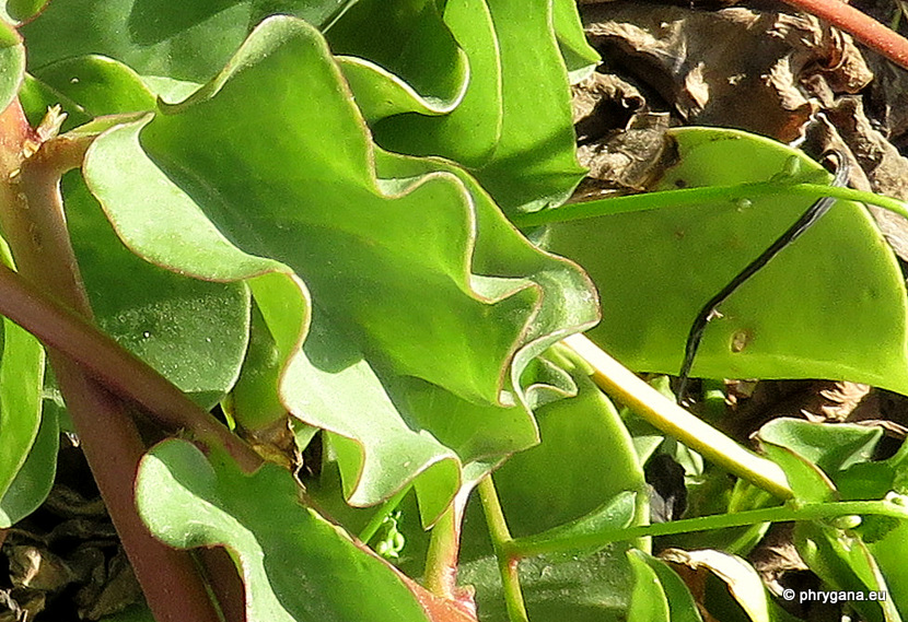 Anredera cordifolia (Ten.) Steenis   
