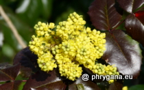 Berberidaceae - Berberis aquifolium Pursh, 1814