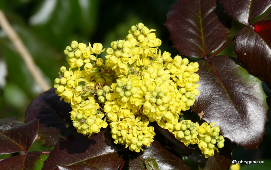 Berberis aquifolium Pursh, 1814    