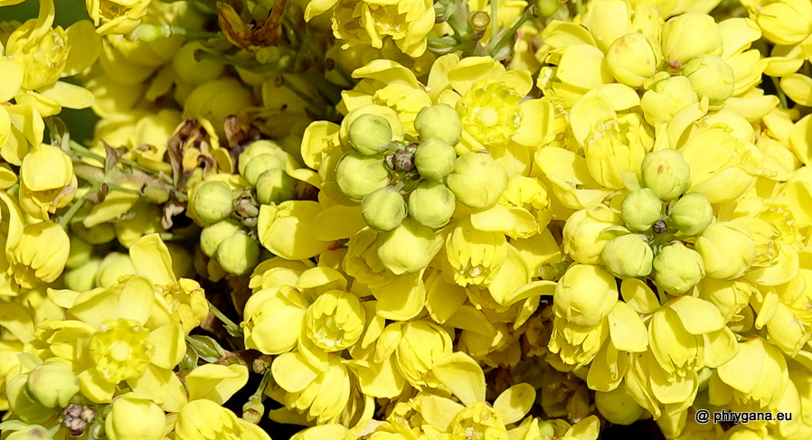 Berberis aquifolium Pursh, 1814   