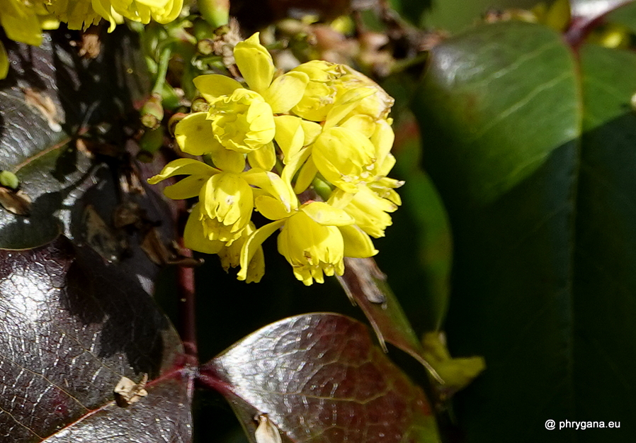 Berberis aquifolium Pursh, 1814    