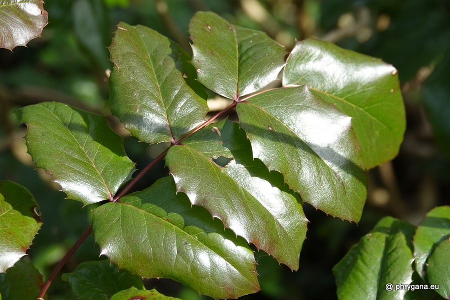 Berberis aquifolium Pursh, 1814    