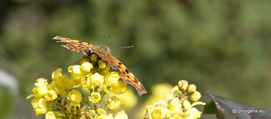 Berberis aquifolium Pursh, 1814    