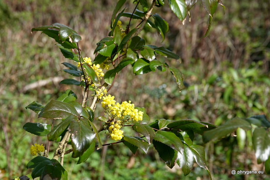 Berberis aquifolium Pursh, 1814    