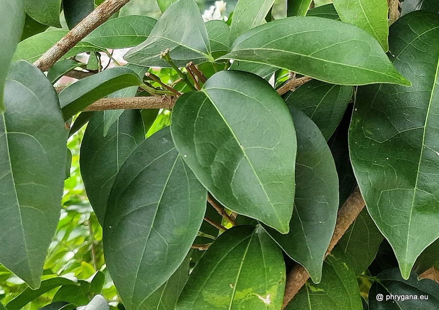 Bignonia aequinoctialis L., 1753  