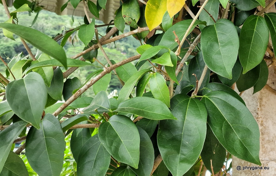 Bignonia aequinoctialis L., 1753   