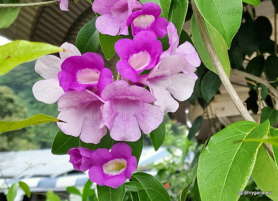 Bignonia aequinoctialis L., 1753   