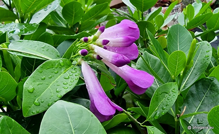 Bignonia aequinoctialis L., 1753   