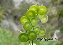Biscutella didyma subsp. apula Nyman