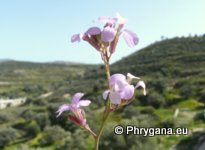 Erucaria hispanica (L.) DRUCE
