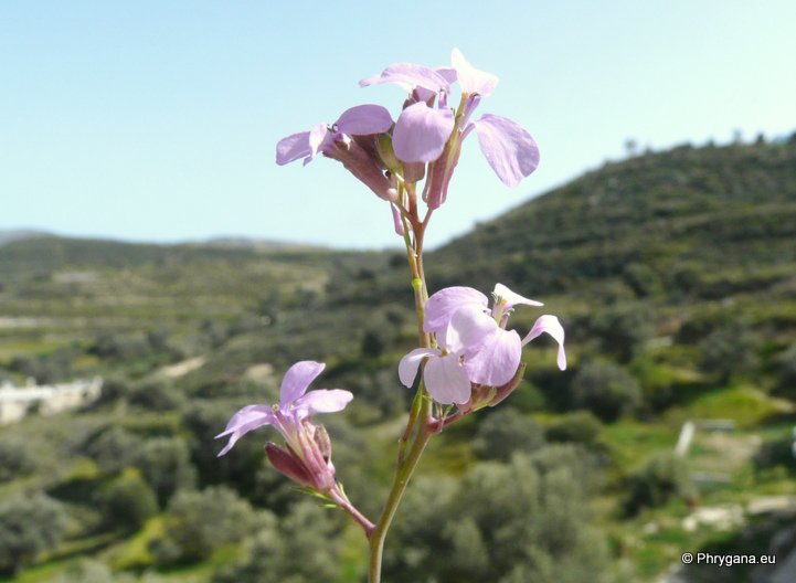 Erucaria hispanica  (L.) Druce, 1913   
